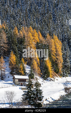 Paysage de neige et d'arbres colorés dans le petit village de Val Sur Sursette Canton des Grisons Suisse Europe Banque D'Images