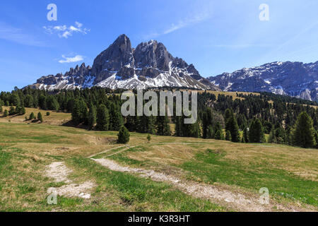 Sass de Putia en arrière-plan enrichi de bois verts. Le Passo delle Erbe. Dolomites Tyrol du Sud Puez Odle Italie Europe Banque D'Images