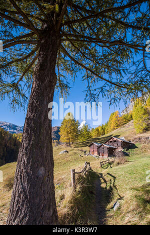 Cabanes sur les pâturages de Zermatt entouré de mélèzes jaunis et le Cervin. La Suisse. L'Europe Banque D'Images