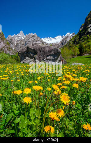 Floraison de printemps des pissenlits en San Martino Valmasino Valtellina, Lombardie, Italie Europe Banque D'Images