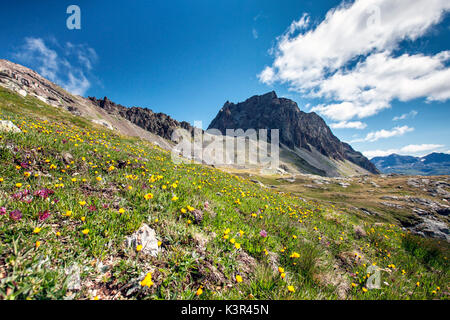 Les fleurs fleurissent au Piz Lagrev Engadine, Suisse Europe Banque D'Images