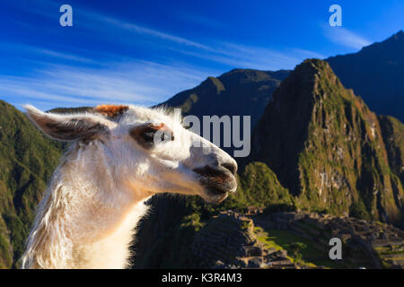 Llama au célèbre site archéologique de Machu Picchu dans la région de Cuzco, la Province d'Urubamba, Machupicchu, Pérou, Amérique du Sud Banque D'Images