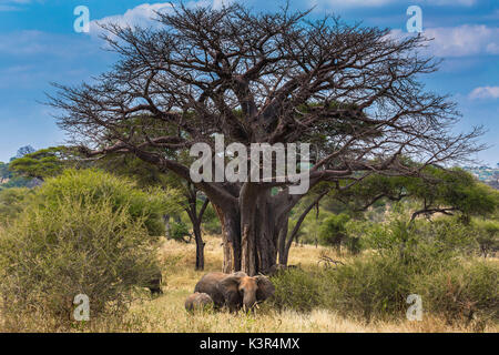 Près de l'éléphant un baobab Serengeti National Park, Tanzania, Africa Banque D'Images