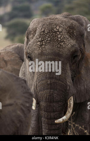 Près de l'éléphant un baobab Serengeti National Park, Tanzania, Africa Banque D'Images