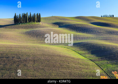 Cyprès à San Quirico d'Orcia, Val d'Orcia, Province de Sienne, Toscane, Italie, Europe Banque D'Images