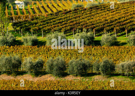 La Franciacorta, province de Brescia, Lombardie, Italie, district de l'Europe. Banque D'Images