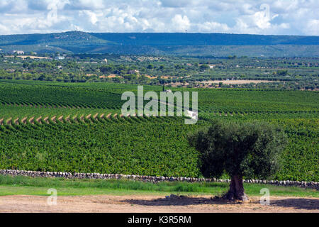 L'Europe, Italie, Amastuola vignoble dans le sud de l'Italie, Pouilles. Banque D'Images