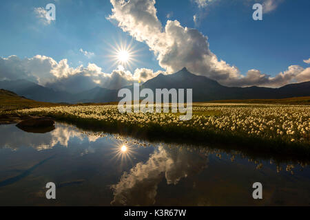 Double soleil, Fleurs de coton de l'et le Monte Gavia, Parc National du Stelvio, Italie Banque D'Images