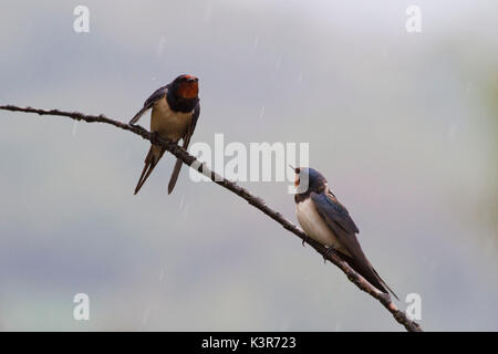 Sebino Parc Naturel, Lombardie, Italie. Swallow Banque D'Images