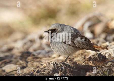 Parc National du Stelvio, Lombardie, Italie. Rougequeue noir. Banque D'Images