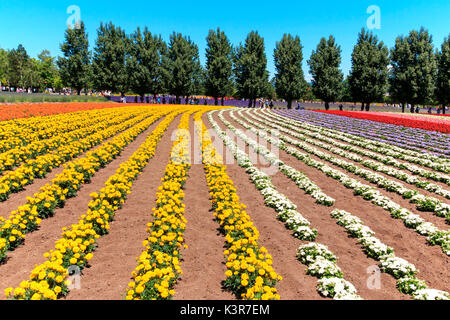 Fleurs de la ferme Tomita à Hokkaido avec quelques touristes sur l'arrière-plan. Banque D'Images