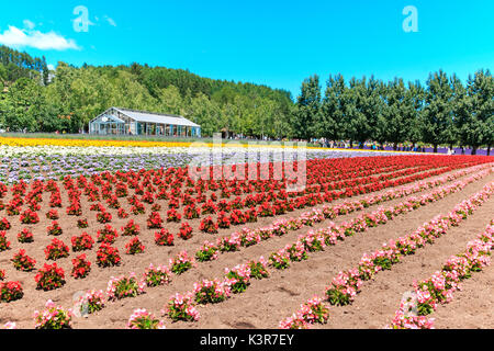 Fleurs de la ferme Tomita à Hokkaido avec quelques touristes sur l'arrière-plan. Banque D'Images