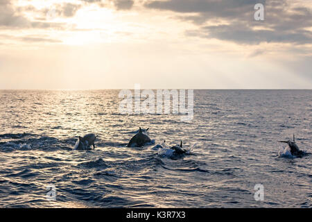 Belle piscine les dauphins au lever du soleil, Philippines Banque D'Images