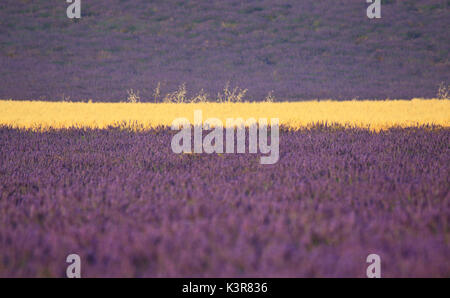 Champ de blé et de lavande de Valensole, Provence en France Banque D'Images