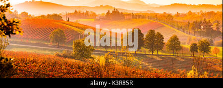 Castelvetro di Modena, Emilia Romagna, Italie. vignobles en automne Banque D'Images