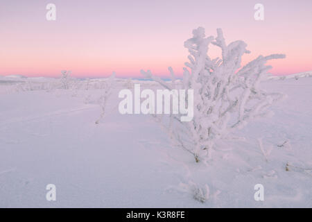 Lever du soleil dans l'Abisko National Park,Europe,Suède,Kiruna Banque D'Images