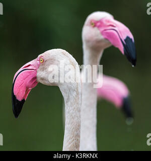 Close up square de récolte plus trois flamants roses dans l'eau d'alimentation au cours de l'été 2017 dans une réserve de Norfolk. Banque D'Images