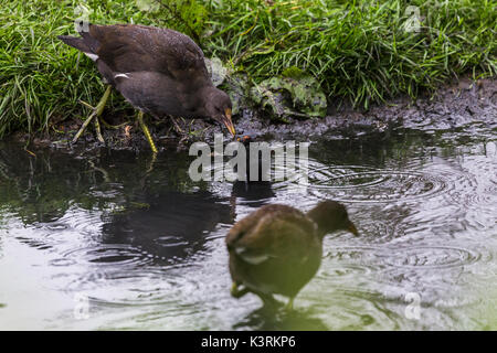 Une petite poule d'oisillon est alimenté sur le bord d'une zone peu profonde, de l'eau dans le Norfolk vu au cours de l'été 2017. Banque D'Images