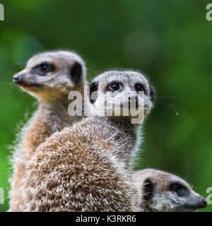 Un trio de suricates vu à différentes façons comme ils cherchent des signes de danger pour protéger leur famille. Banque D'Images