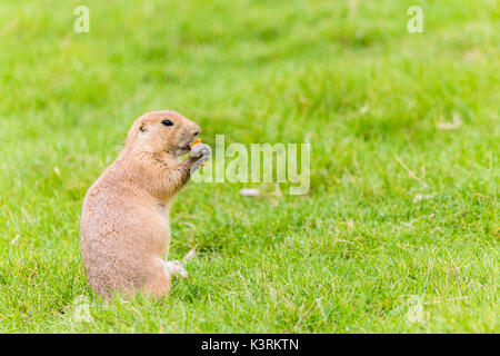 Une Marmotte des Prairies est à part l'extérieur c'est 'town' qui se nourrit d'une collation de légumes à l'été 2017. Banque D'Images