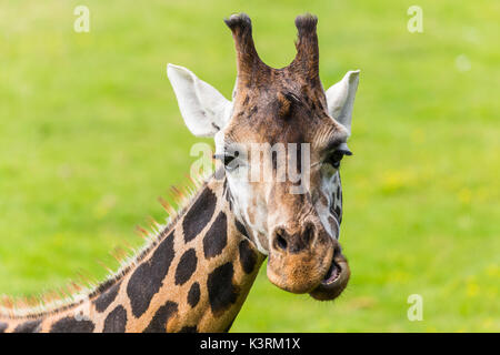 Une girafe vu à mâcher sur l'herbe comme il se trouve sur le sol au soleil - vu à Norfolk au cours de l'été 2017. Banque D'Images