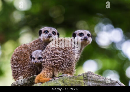 Un bébé meerkat pousse entre ses parents et s'étire sur eux comme ils protègent le reste du groupe. Banque D'Images