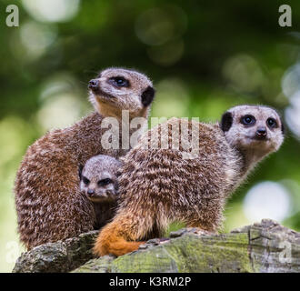 Un bébé meerkat se joint à ses parents et s'étire entre eux pendant qu'ils donnent des signes de danger pour protéger le reste du groupe d'un point de vue Haut p Banque D'Images
