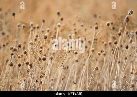 Mauvaises herbes desséchées en hiver Banque D'Images