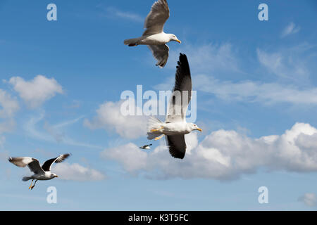 Plusieurs mouettes en vol Banque D'Images