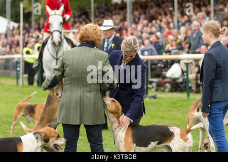 Burghley House, Kent, UK. Sep, 2017 3e. la comtesse de Wessex jouit de quelques moments avec les chiens de chasse au renard qui ont défilé autour de l'anneau principal à Burghley House avant de rencontrer le chasseur. crédit : clifford norton/Alamy live news Banque D'Images