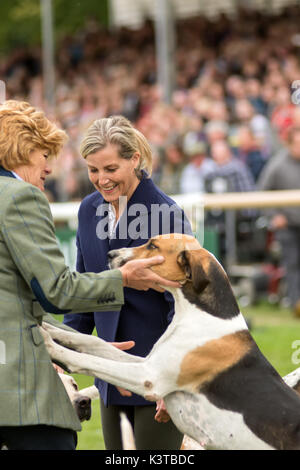 Burghley House, Kent, UK. Sep, 2017 3e. la comtesse de Wessex jouit de quelques moments avec les chiens de chasse au renard qui ont défilé autour de l'anneau principal à Burghley House avant de rencontrer le chasseur. crédit : clifford norton/Alamy live news Banque D'Images