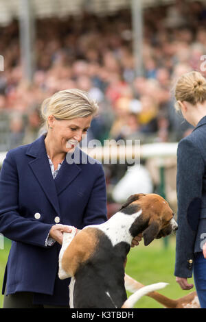 Burghley House, Kent, UK. Sep, 2017 3e. la comtesse de Wessex jouit de quelques moments avec les chiens de chasse au renard qui ont défilé autour de l'anneau principal à Burghley House avant de rencontrer le chasseur. crédit : clifford norton/Alamy live news Banque D'Images