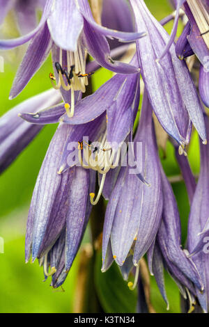 Fleur hosta bleue, fleurs hostas bleues, pétales, nénuphars plantain Banque D'Images