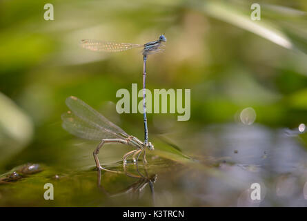 Demoiselles, Lestidae, - pondre des œufs sous l'eau en face de l'arrière-plan flou. Banque D'Images