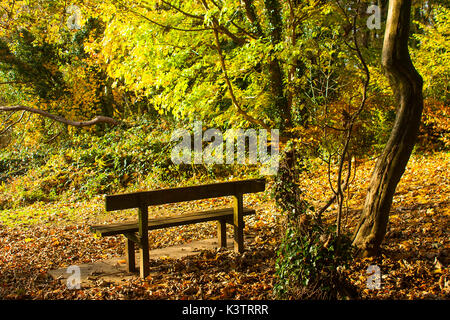 Couleurs d'automne d'or que le soleil tire sur la clairière dans Killynether sur bois Scrabo Tower Hill à Newtownards, comté de Down en Irlande du Nord. Banque D'Images