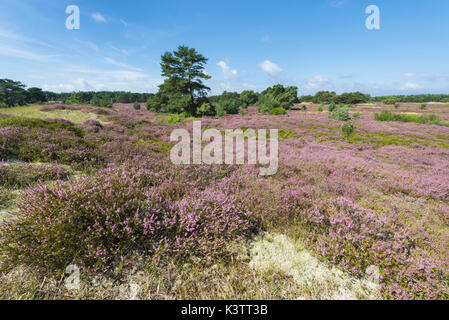 Panorama des landes en fleurs dans les dunes sur l'île de Hiddensee, Mecklembourg-Poméranie occidentale, Allemagne Banque D'Images