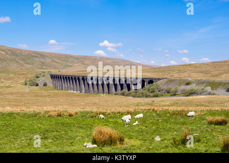 Les brebis avec agneaux paissant sur des terres agricoles en campagne par Ribblehead viaduc. Ribblehead Yorkshire Dales National Park West Riding Yorkshire Angleterre UK Banque D'Images