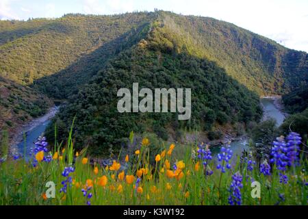 L'embranchement nord de l'american river canyon vents autour de collines dans la forêt nationale de Tahoe, 13 avril 2009 près de Truckee, Californie. (Photo de bob wick par planetpix) Banque D'Images