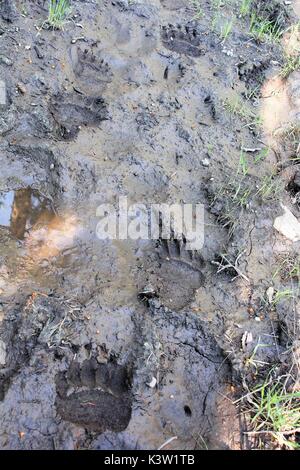 Les voies de l'ours grizzli dans la boue sur le sentier du ruisseau de montagne au Parc National de Yellowstone, le 9 juillet 2014 près de Pahaska Tepee, Wyoming. (Photo par Eric Johnston par Planetpix) Banque D'Images