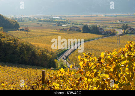 L'Italie, Trentin-Haut-Adige, vignes en automne sur la vallée de l'Adige. Banque D'Images