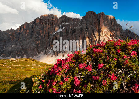 Face nord de la Civetta, Dolomites, Alleghe, Padova, Veneto, Italie. Banque D'Images