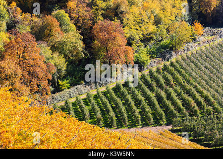 Zoom sur les vignobles, les vergers et les forêts en automne. Merano, Val Venosta, Alto Adige/Sudtirol, Italie, Europe Banque D'Images