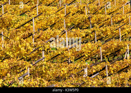 Zoom sur le jaune de vignes. Merano, Val Venosta, Alto Adige/Sudtirol, Italie, Europe Banque D'Images