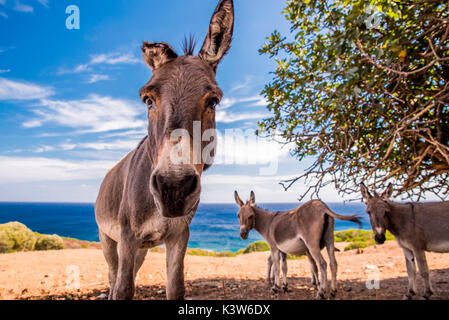 Les ânes dans l'île d'Asinara, Porto Torres, province de Sassari, Sardaigne, Italie, Europe. Banque D'Images