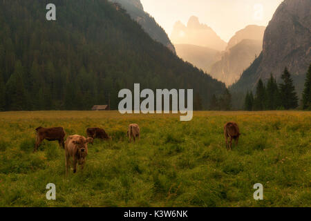 Vaches qui paissent à l'aube, dans l'arrière-plan Tre Cime di Lavaredo. Banque D'Images