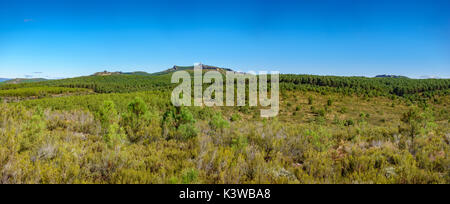 Vue panoramique du sommet de montagne avec des pins Banque D'Images