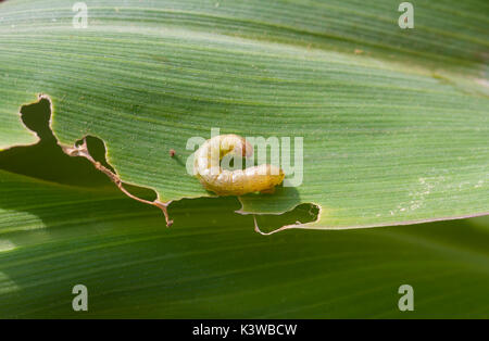 La légionnaire d'automne Spodoptera frugiperda (J.E. Smith, 1797) sur la feuille de maïs endommagé Banque D'Images