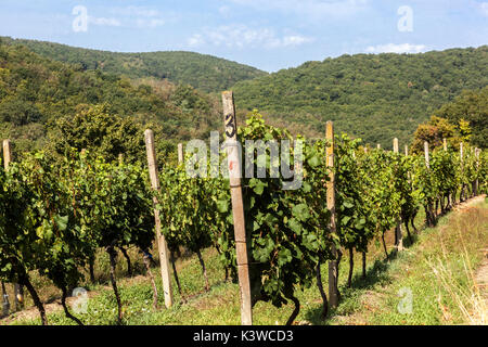 Vignoble Sobes est l'unique et le plus ancien vignoble de la République tchèque, situé dans le parc national de Podyjí Thayatal,, près de Znojmo, République Tchèque Banque D'Images