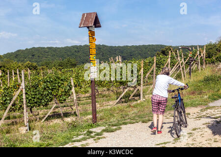 Le vignoble de Sobes est le vignoble unique et le plus ancien du parc national de Podyjí, en République tchèque, à Thayatal, près du sentier viticole morave de Znojmo Banque D'Images