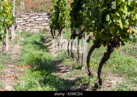 Vignoble Sobes est l'unique et le plus ancien vignoble de la République tchèque, situé dans le parc national de Podyjí Thayatal,, près de Znojmo, République Tchèque Banque D'Images